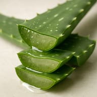 Aloe barbadensis (Aloe Vera) Leaf Extract