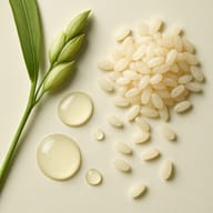 Rice Water Extract