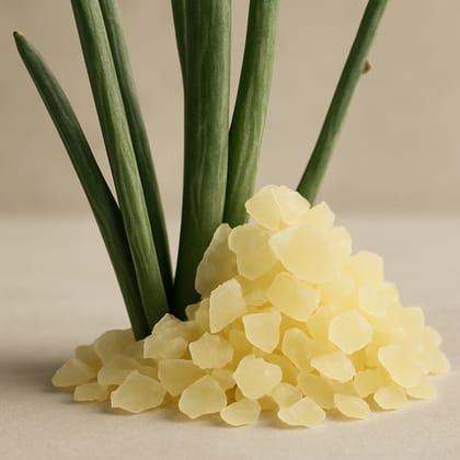Candelilla Wax